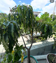 Load image into Gallery viewer, Dwarf Haden Mango Fruit Tree