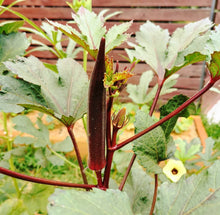 Load image into Gallery viewer, Red Burgundy Okra Seeds - Plant and Heal