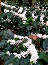 Load image into Gallery viewer, Arabian Coffee Plant - Plant and Heal