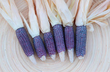 Load image into Gallery viewer, Miniature Blue Popcorn Seeds - Plant and Heal