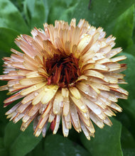 Load image into Gallery viewer, Pacific Beauty Calendula Heirloom Seeds