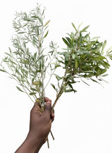 Load image into Gallery viewer, A brown complexion hand holding a branch of a green plant groundsel bush manglier