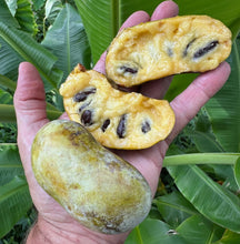 Load image into Gallery viewer, PREORDER Pawpaw Tree