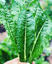 Cargar imagen en el visor de la galería, Perpetual Spinach Chard Hierloom Seeds - Plant and Heal