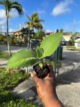 Cargar imagen en el visor de la galería, Rooted Cuban Oregano Cuttings