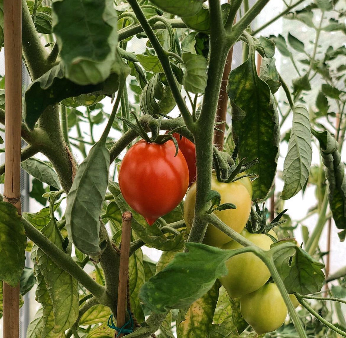 Sub Arctic Plenty Tomato Seeds – Plant and Heal Co.