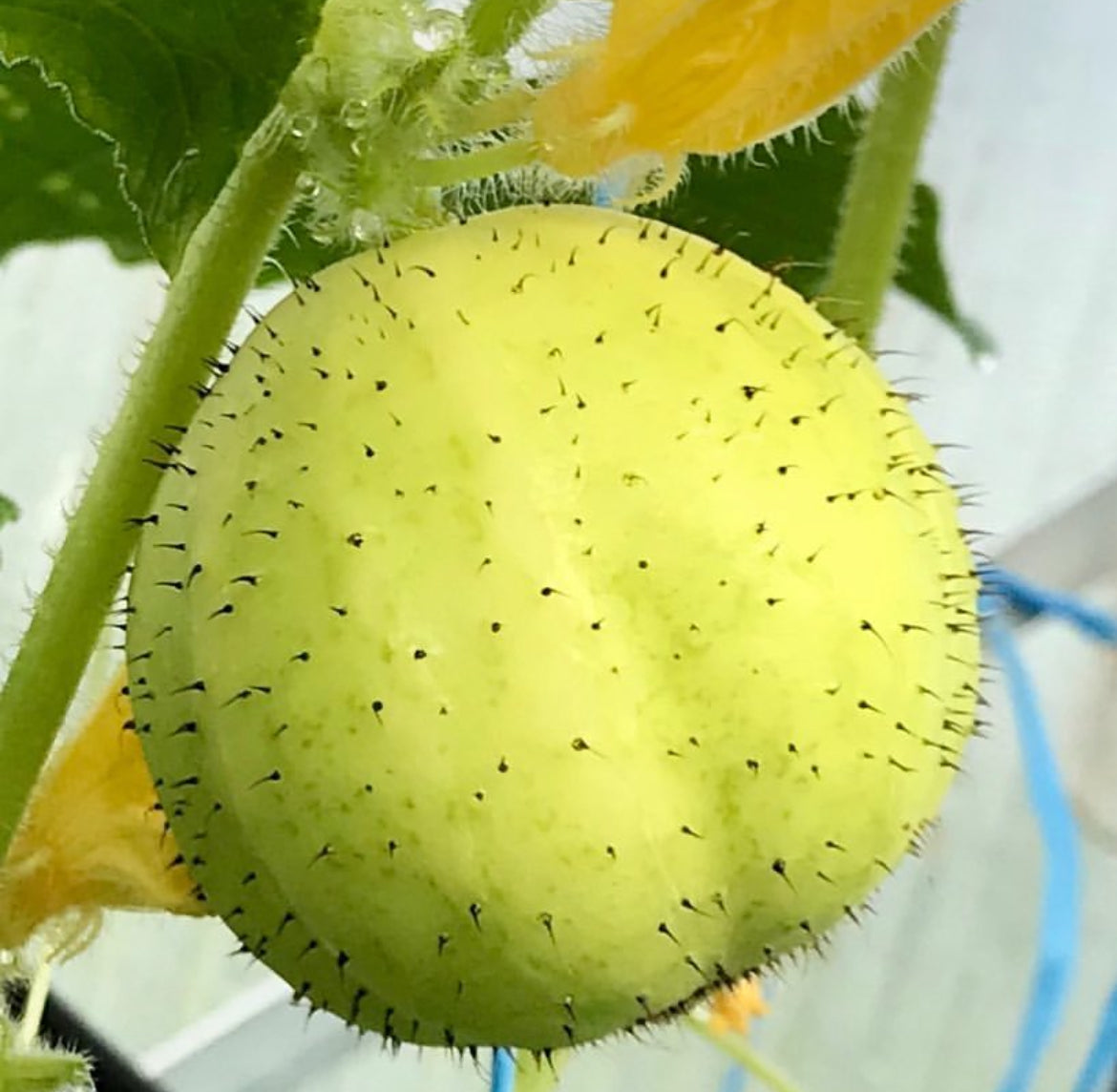 Lemon Cucumber Seeds  Heirloom, Sweet & Crisp Yellow Round Cucumbers - 500 Pcs