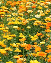 Load image into Gallery viewer, Pacific Beauty Calendula Heirloom Seeds