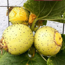 Load image into Gallery viewer, Lemon Cucumber Heirloom Cucumber Seeds - Plant and Heal