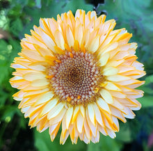 Load image into Gallery viewer, Pacific Beauty Calendula Heirloom Seeds