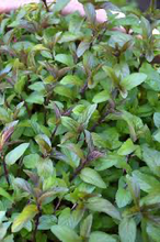 Load image into Gallery viewer, Chocolate Mint Plant - Plant and Heal