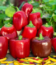 Load image into Gallery viewer, California Wonder Sweet Bell Pepper Heirloom Seeds