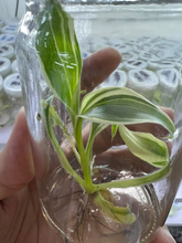 Load image into Gallery viewer, White Banana Musa ‘Florida’ Live Plant - Plant and Heal