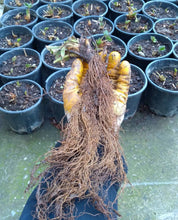 Load image into Gallery viewer, PREORDER Albion Strawberries 50 Roots- Shipping Spring 2024 - Plant and Heal