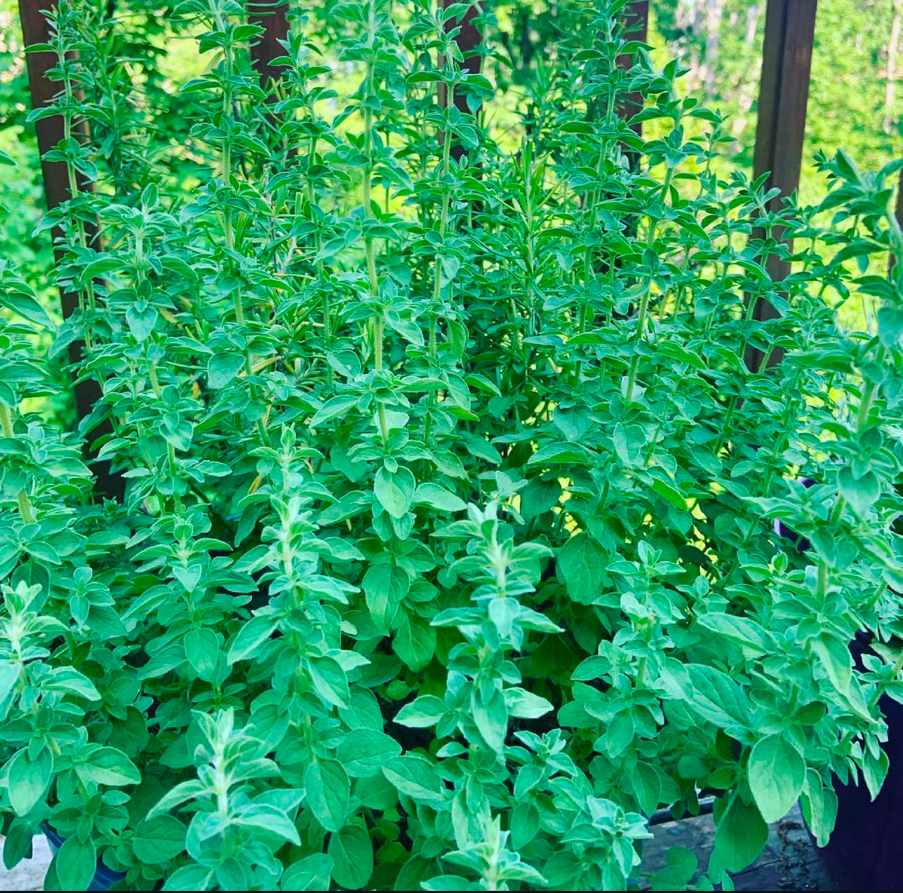 Greek Oregano Seeds – Plant and Heal Co