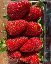 Load image into Gallery viewer, Discounted Albion Strawberry Plant (due to age) - Plant and Heal