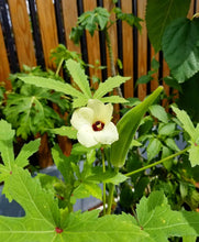 Cargar imagen en el visor de la galería, Perkins Long Pod Okra Seeds - Plant and Heal