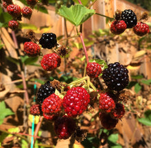 Load image into Gallery viewer, Thornless Blackberry - Plant and Heal