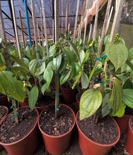 Load image into Gallery viewer, Potted pepper plants in a greenhouse setting