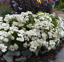 Load image into Gallery viewer, Yarrow Seeds- White