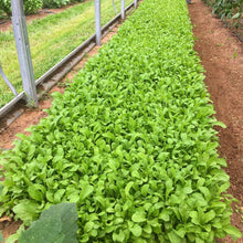 Load image into Gallery viewer, Astro Arugula Seeds - Plant and Heal