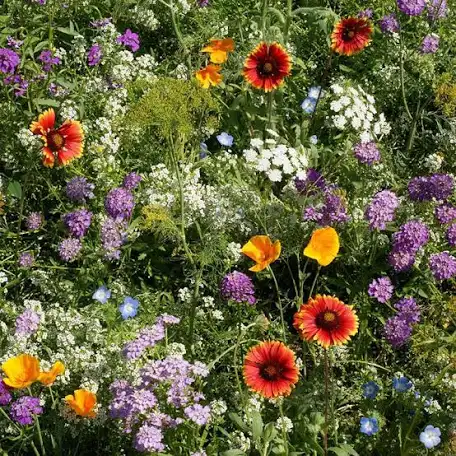 cut flower mix seeds Beneficial Bug Flower Mix Seeds – Plant and Heal Co