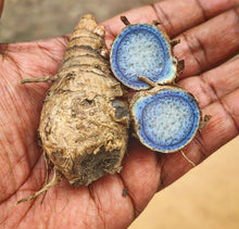 Load image into Gallery viewer, Black Turmeric Live Plant - Plant and Heal