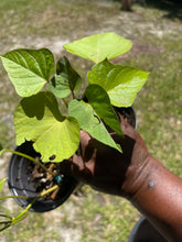 Load image into Gallery viewer, Rooted Sweet Potato Slips - Plant and Heal