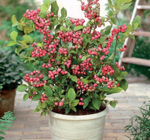 Load image into Gallery viewer, PREORDER Pink Lemonade Blueberry (Ship March 2026)