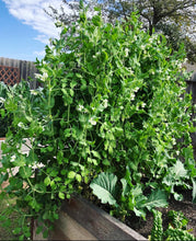 Load image into Gallery viewer, Cascadia Snap Pea Seeds