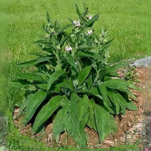 Load image into Gallery viewer, Comfrey Bocking 4 Root