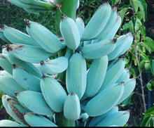 Load image into Gallery viewer, Blue Java Live Banana Plant - Plant and Heal