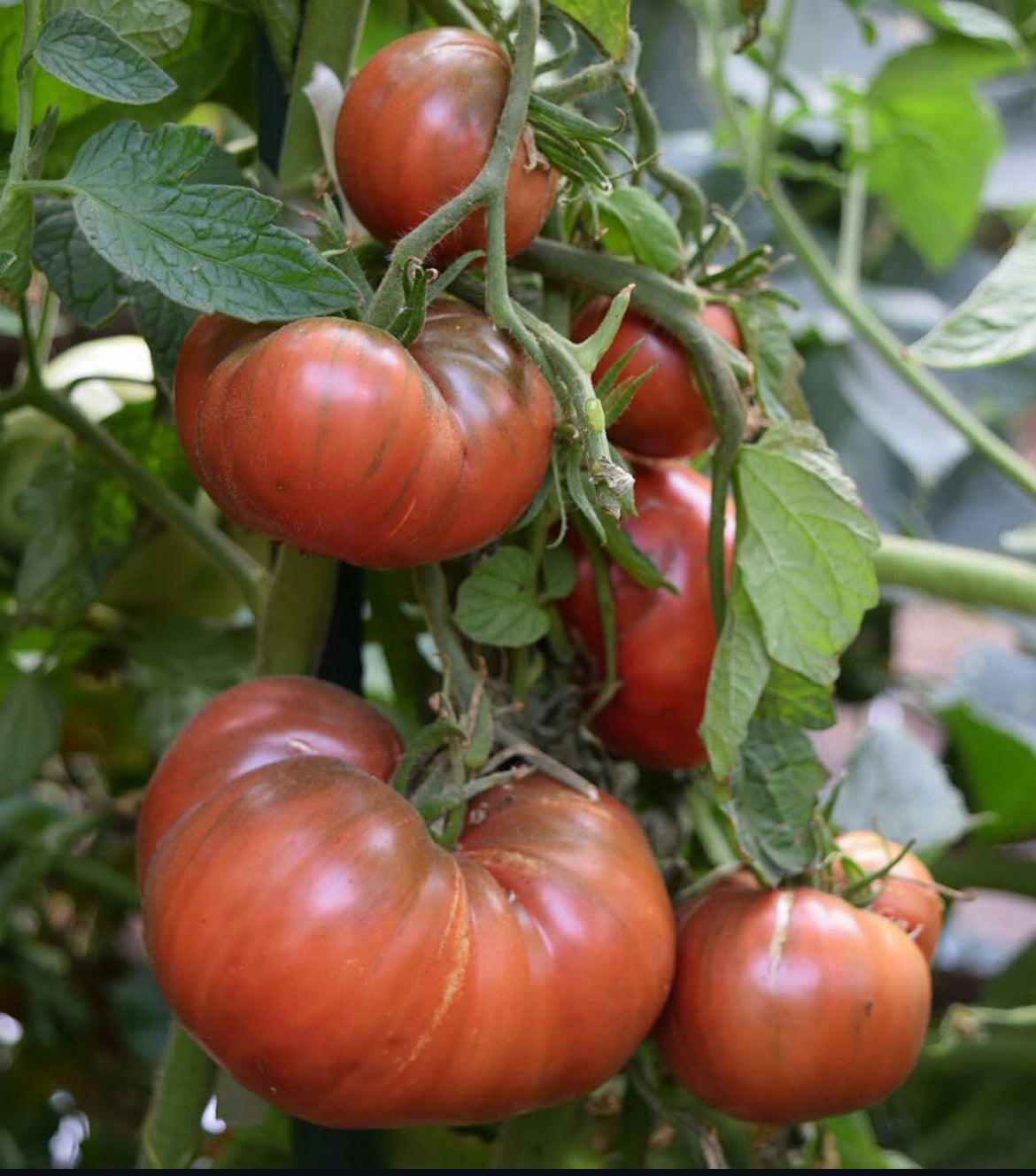 Cherokee Purple Tomato Seeds & Plant