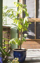 Load image into Gallery viewer, Bald headed Sirsak Ratu Soursop Tree — 1 Gallon I