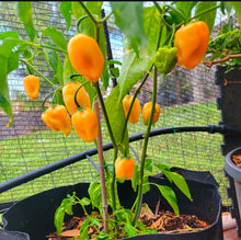 Load image into Gallery viewer, Caribbean Blend Haberno Hot Pepper Mix Seeds