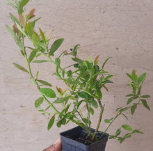 Load image into Gallery viewer, PREORDER Sharpblue Blueberry (Ship March 2026)