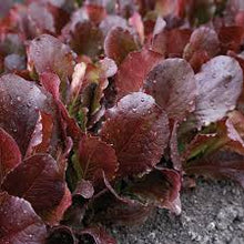 Load image into Gallery viewer, Red Romaine Heirloom Lettuce Seeds - Plant and Heal