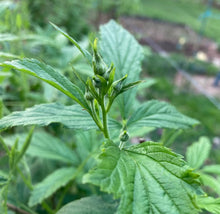 Load image into Gallery viewer, PREORDER Snowbank Blackberry (Ship March 2026)