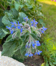Load image into Gallery viewer, Borage Seeds