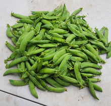 Cargar imagen en el visor de la galería, Thomas Laxton Pea Seeds - Plant and Heal