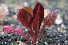Load image into Gallery viewer, Red Romaine Heirloom Lettuce Seeds - Plant and Heal