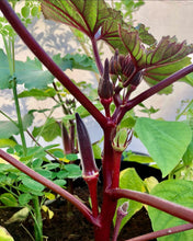 Load image into Gallery viewer, Red Burgundy Okra Seeds - Plant and Heal