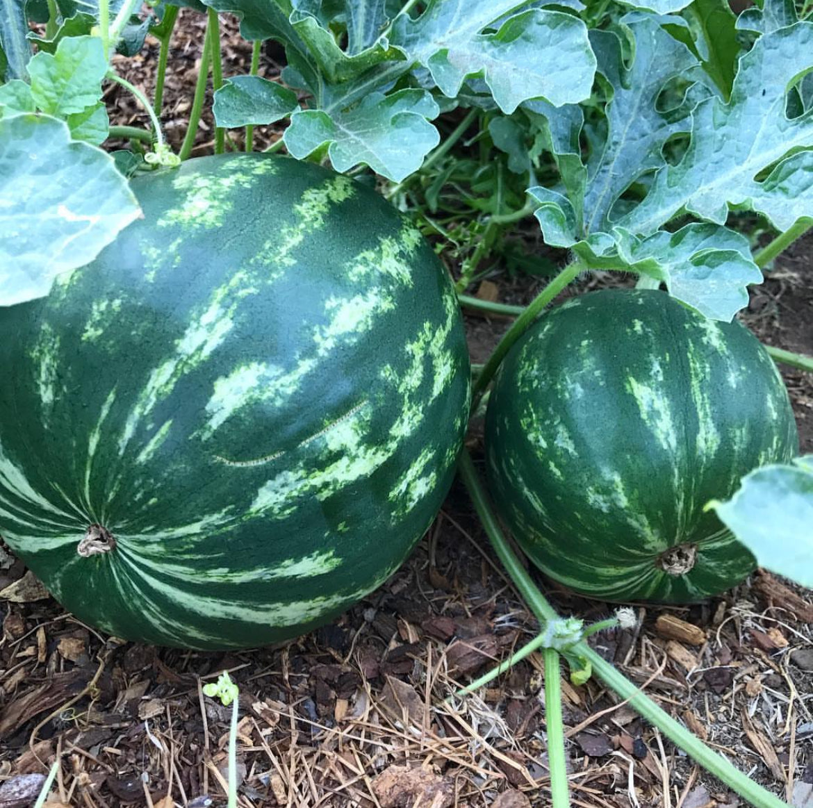 Crimson Sweet Watermelon Seeds – Plant and Heal Co