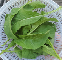 Load image into Gallery viewer, Slow Bolt Arugula Seeds - Plant and Heal