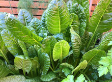 Cargar imagen en el visor de la galería, Perpetual Spinach Chard Hierloom Seeds - Plant and Heal
