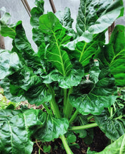 Cargar imagen en el visor de la galería, Perpetual Spinach Chard Hierloom Seeds - Plant and Heal