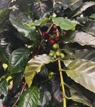Load image into Gallery viewer, Arabian Coffee Plant - Plant and Heal