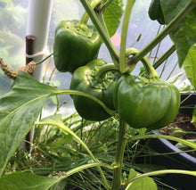 Load image into Gallery viewer, California Wonder Sweet Bell Pepper Heirloom Seeds