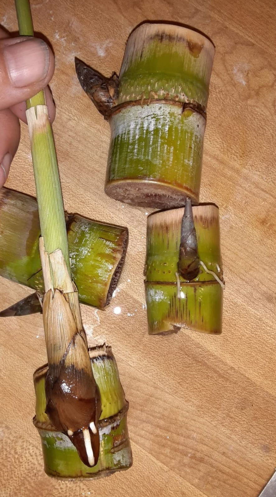 Sugar Cane Nodes for Planting – Plant and Heal Co.