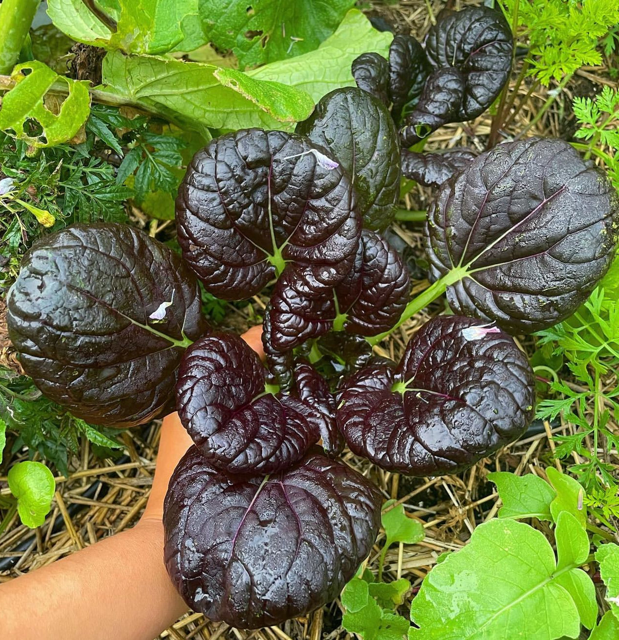 planting tatsoi seeds Pak Choi Red Tatsoi Cabbage Seeds